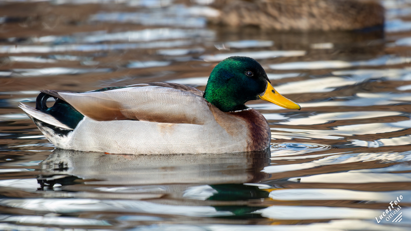 Mallard Duck