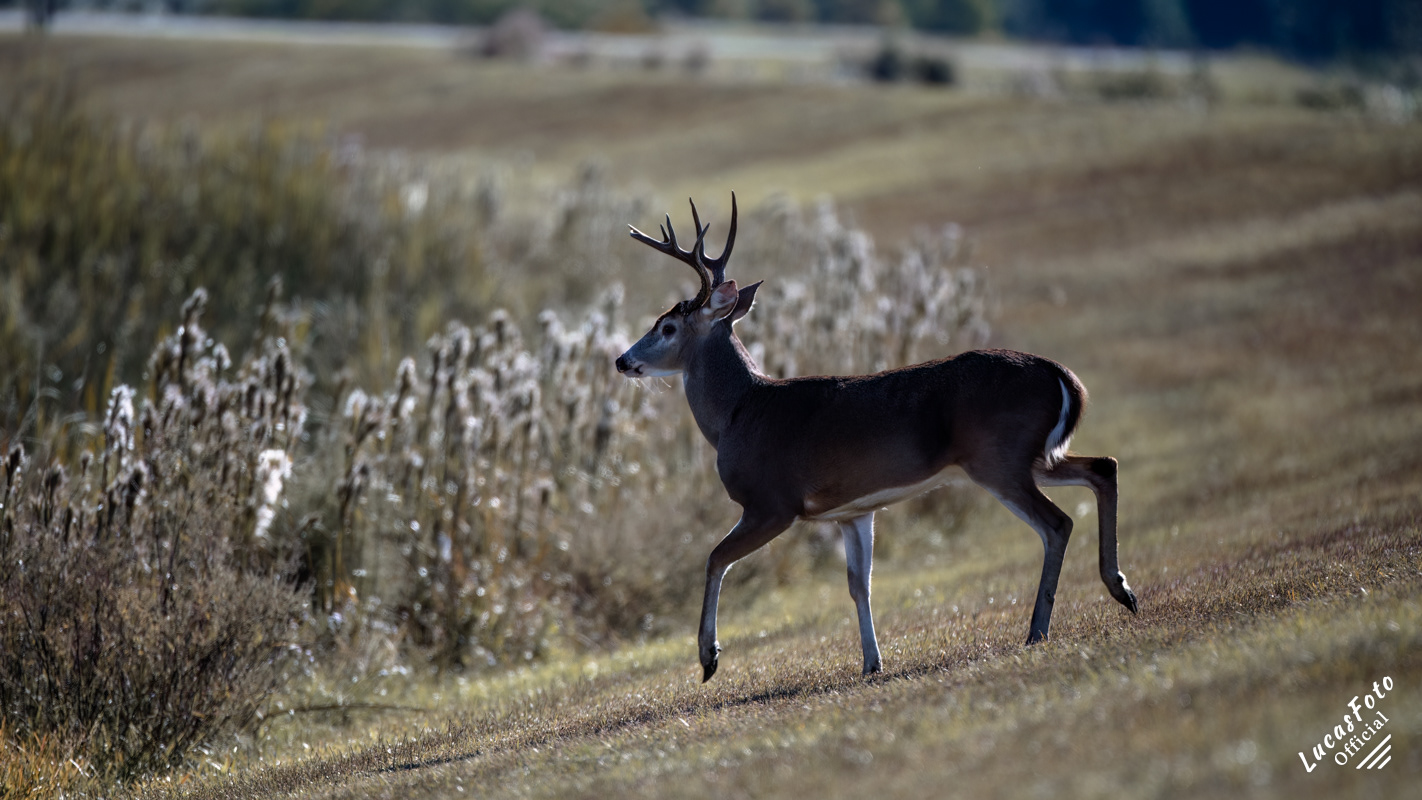 Whitetail