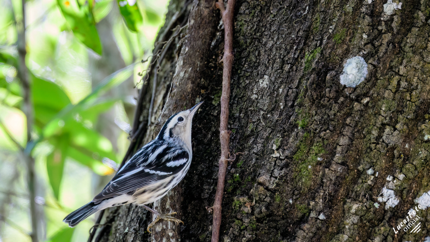Black-and-white Warbler