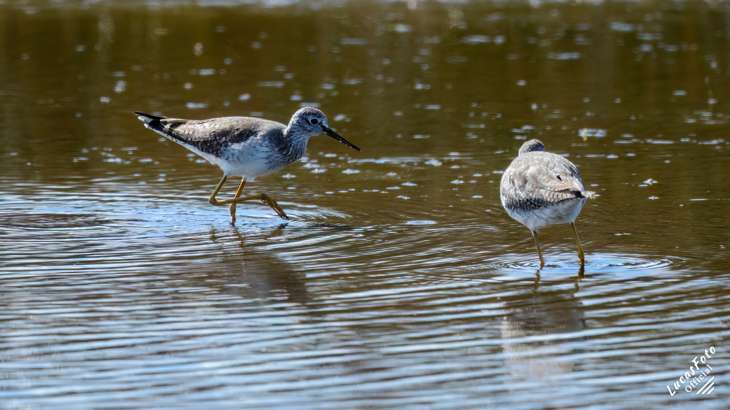 Lesser Yellowlegs