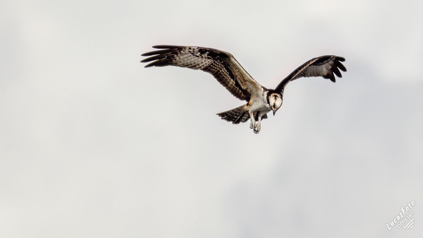 Osprey