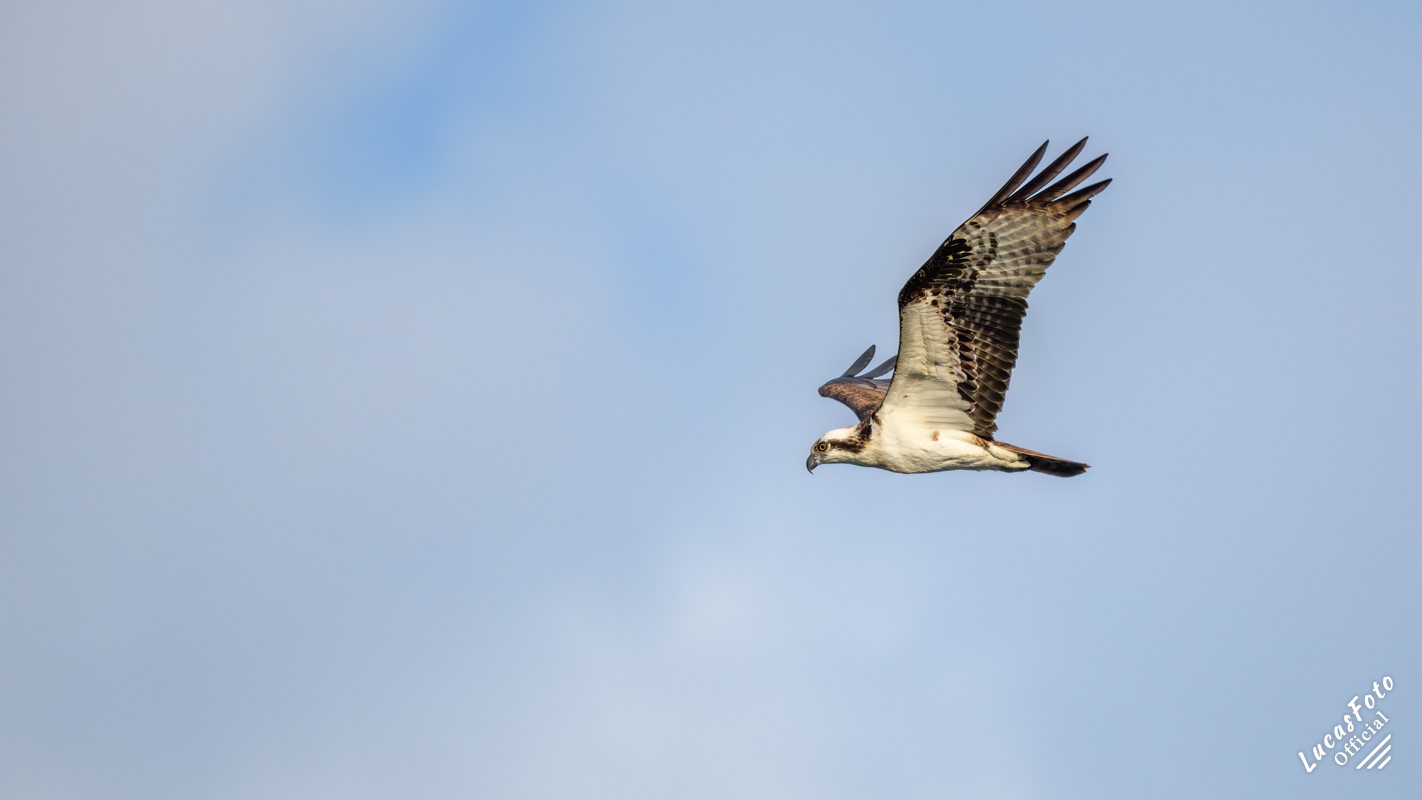 Osprey