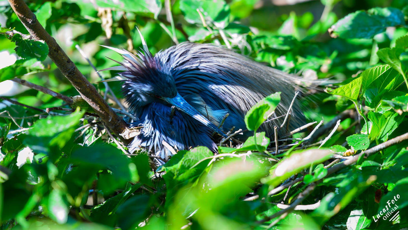 Tricolored Heron