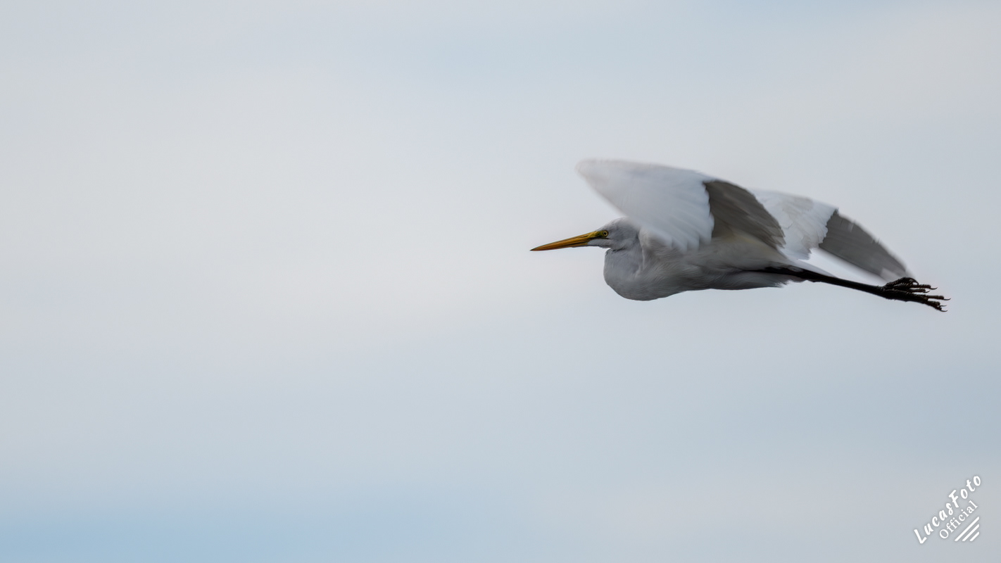 Great Egret