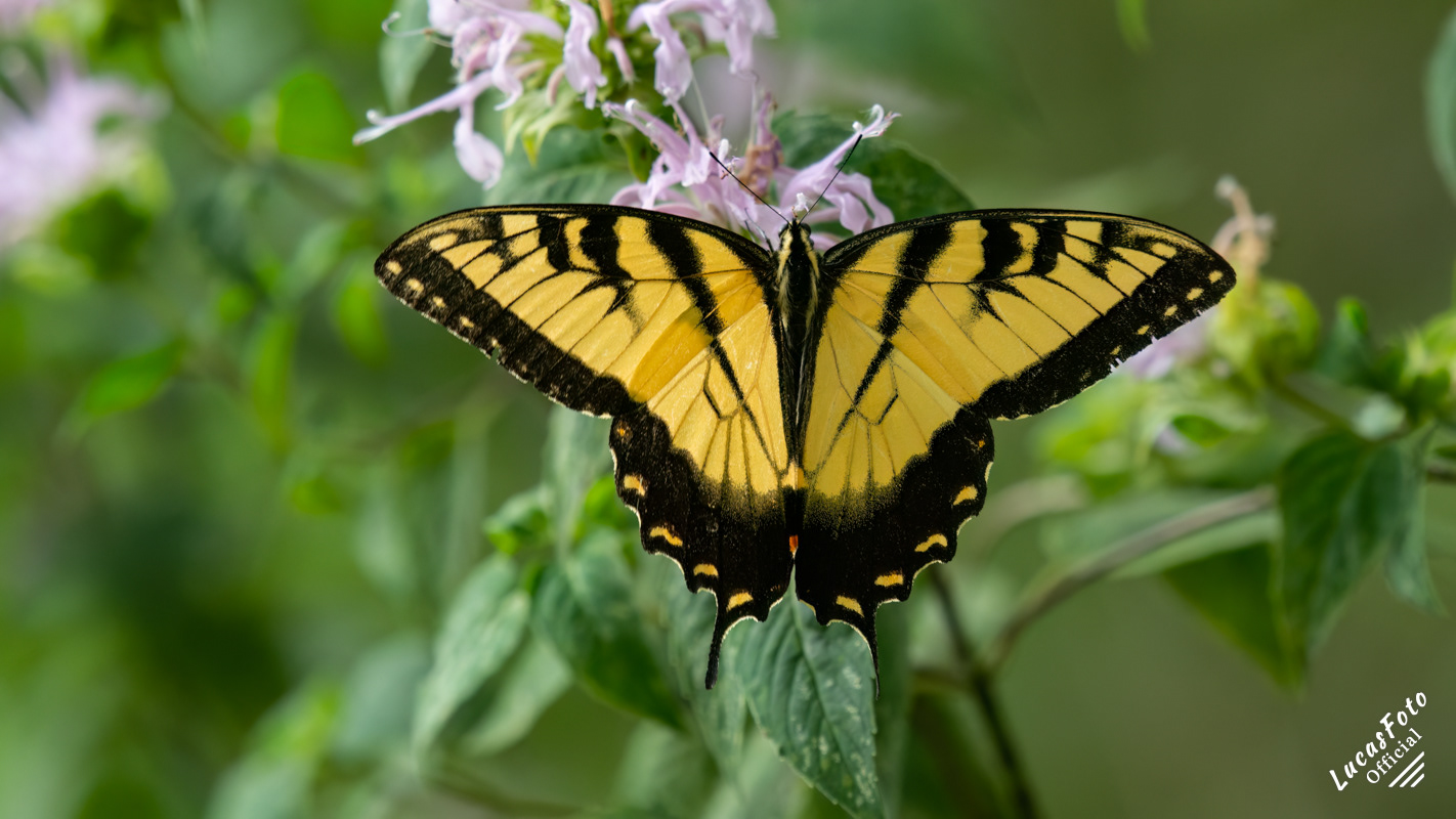 Eastern Tiger Swallowtail