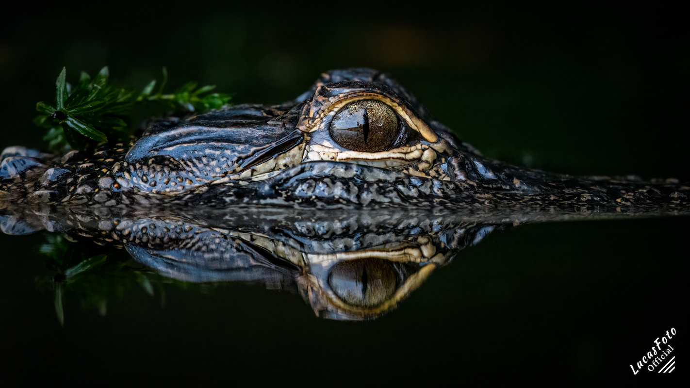 Alligator
