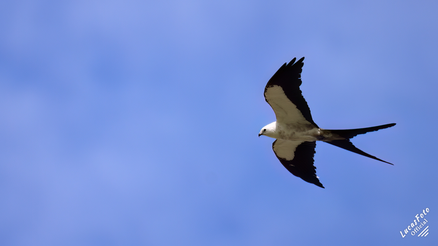 Swallow-tailed Kite