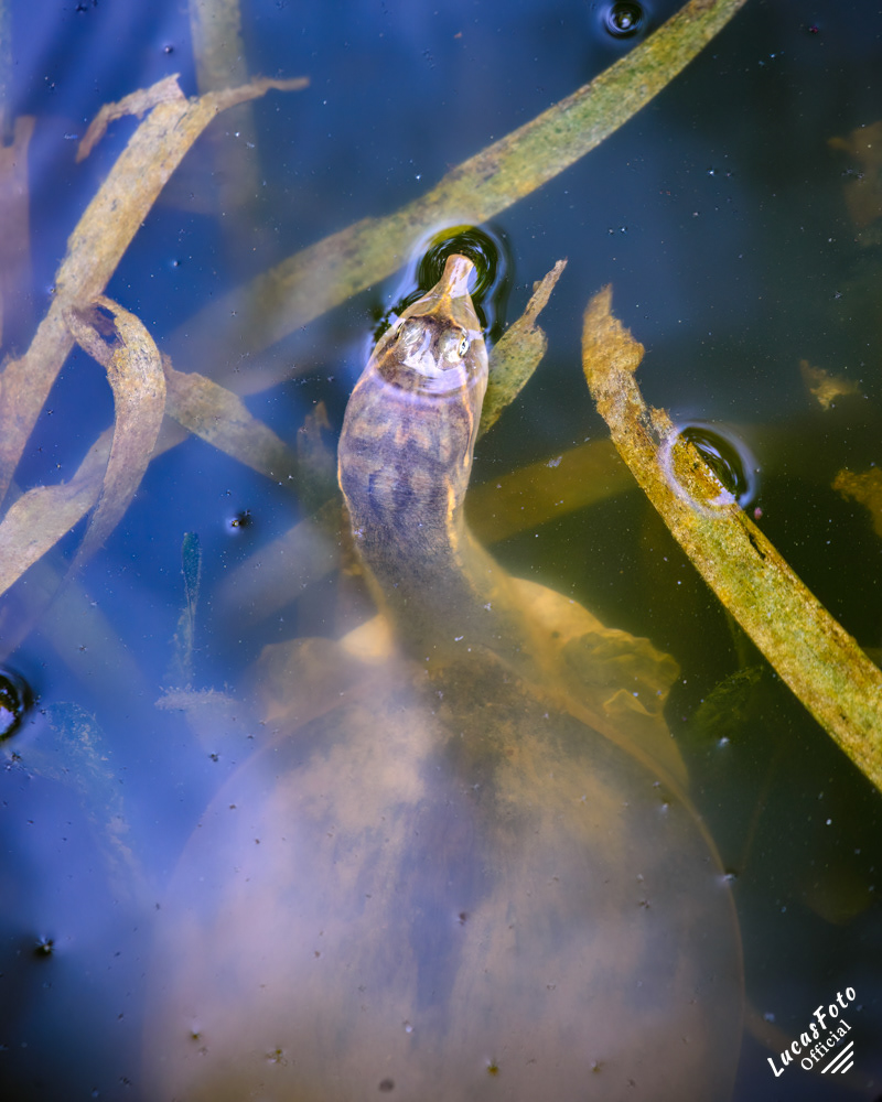 Soft Shell Turtle