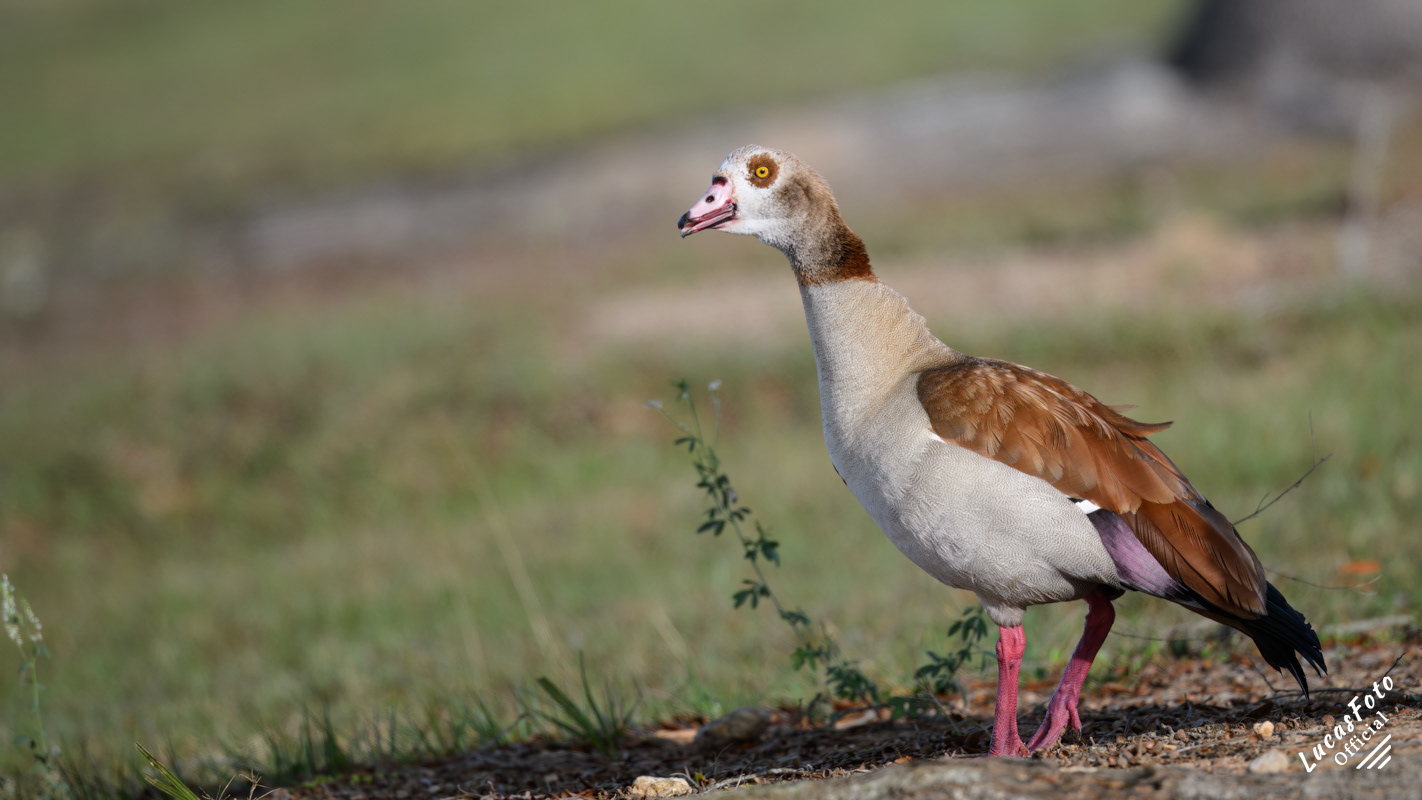 Egyptian Goose