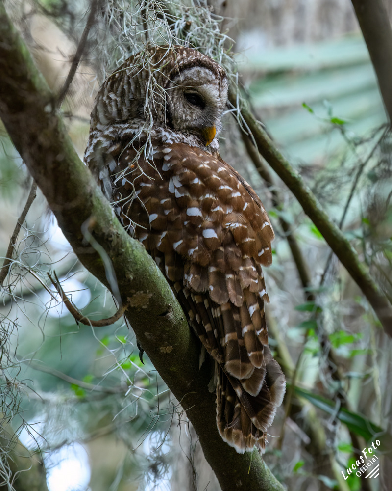 Barred Owl