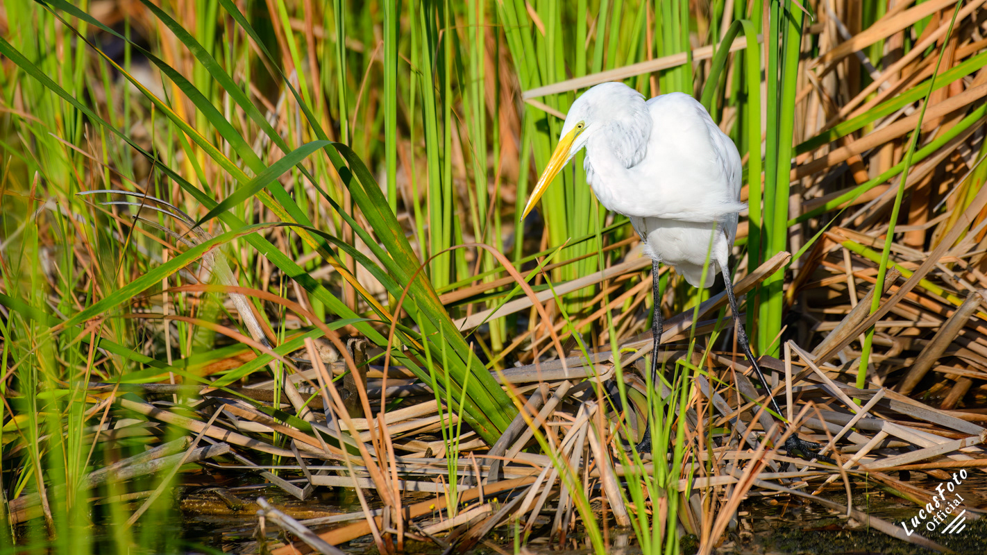 Great Egret