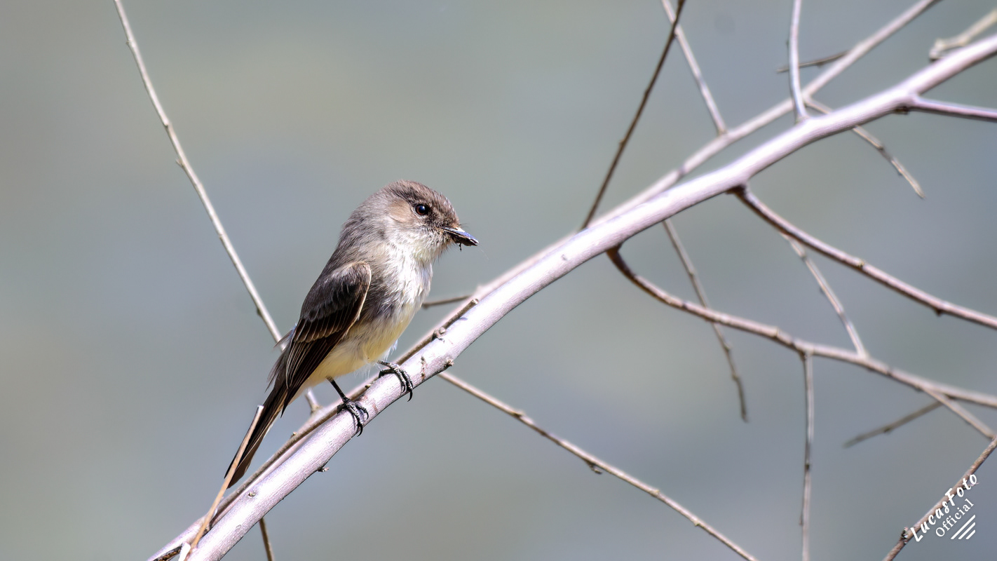 Eastern Phoebe