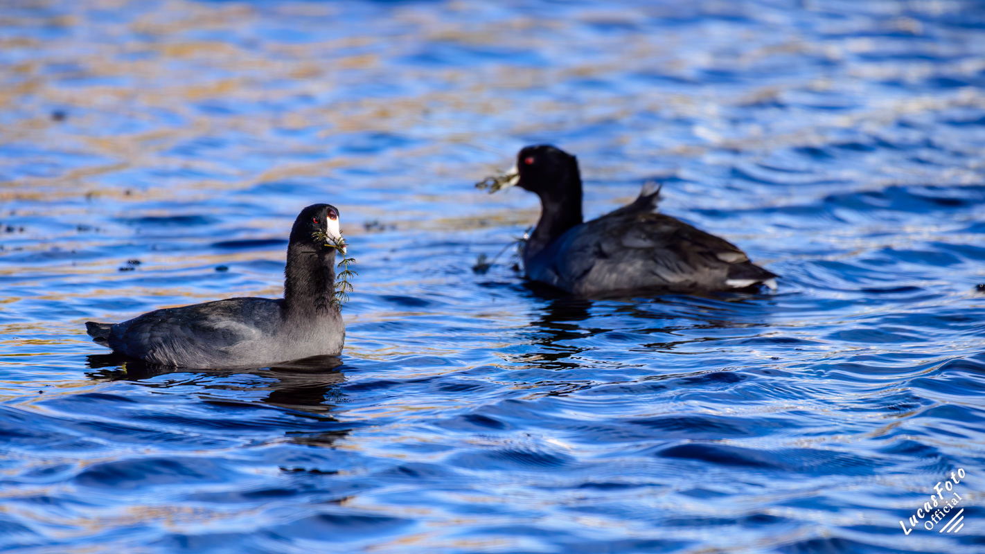 American Coot