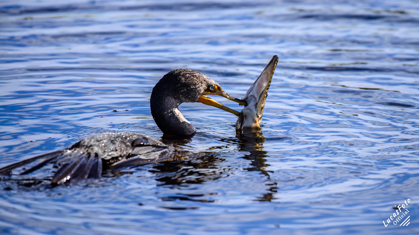 Double-crested Cormorant