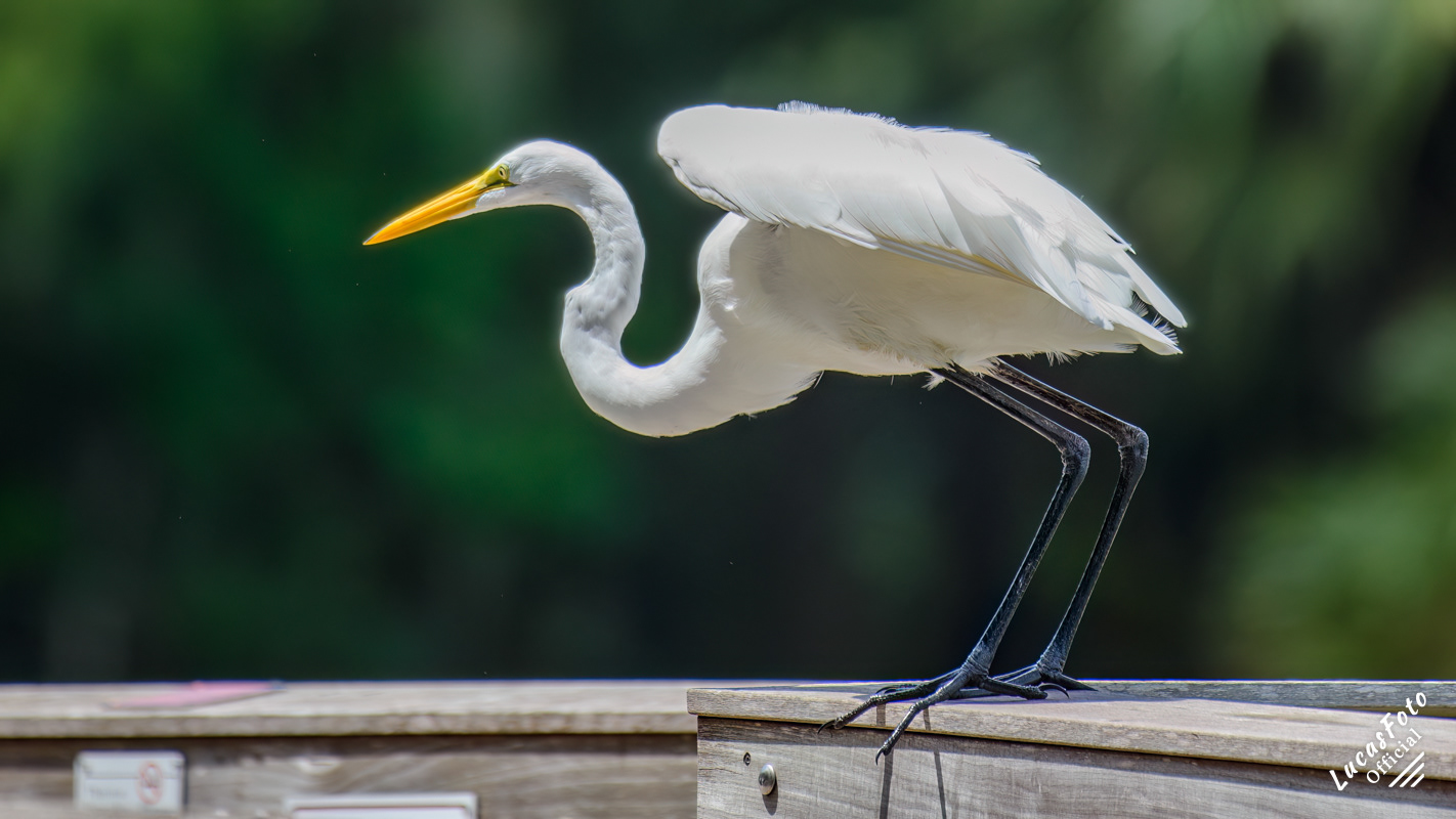 Great Egret
