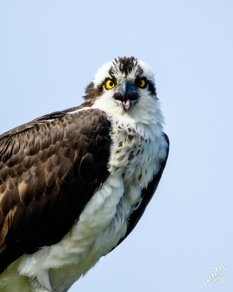 Osprey