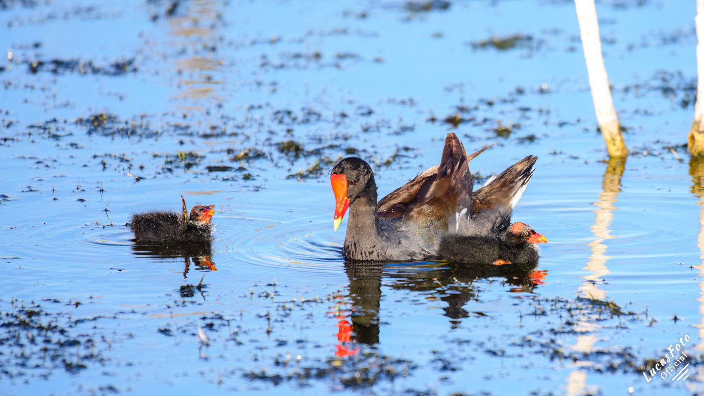 Common Gallinule