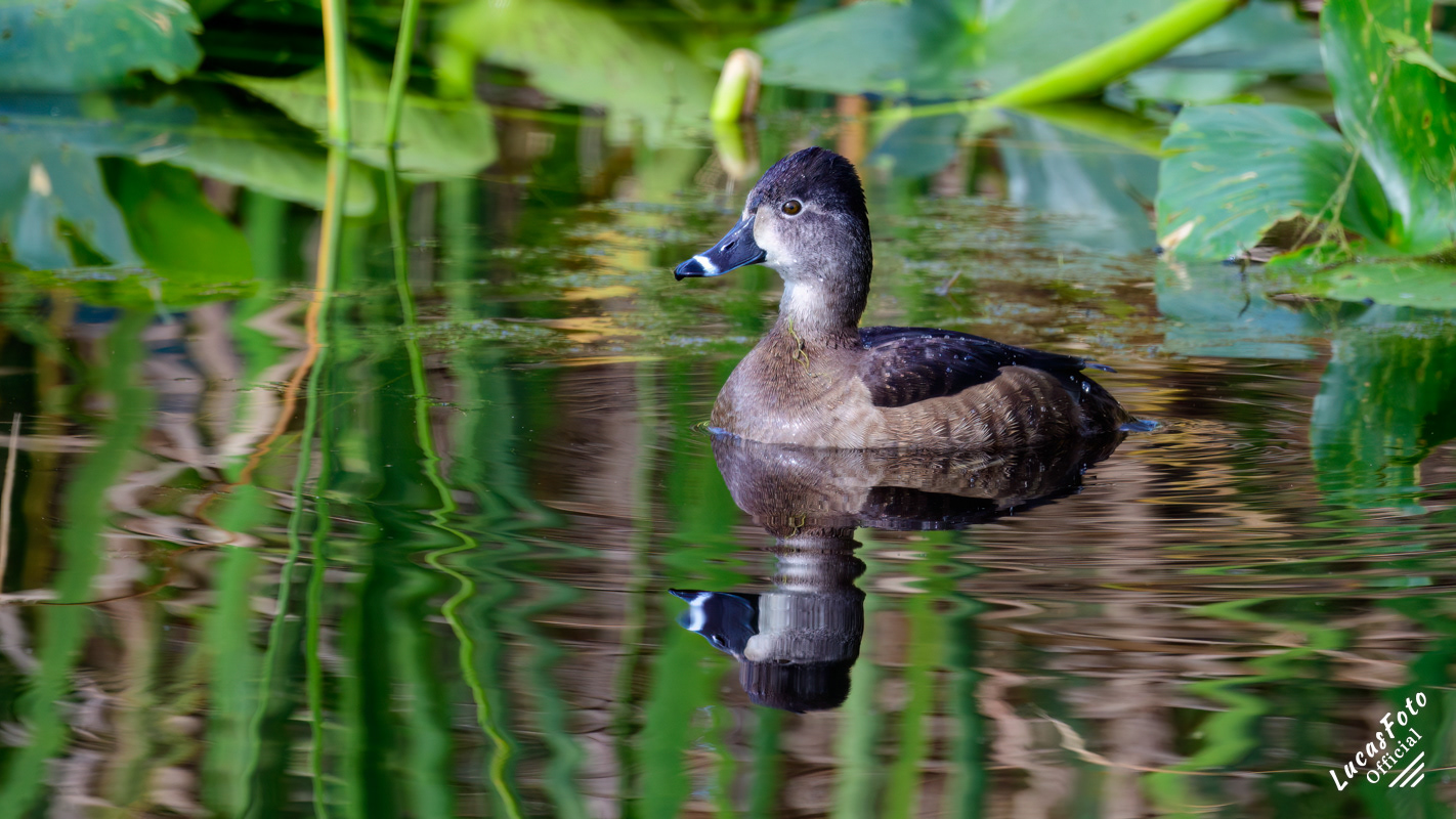 Ring-necked Duck