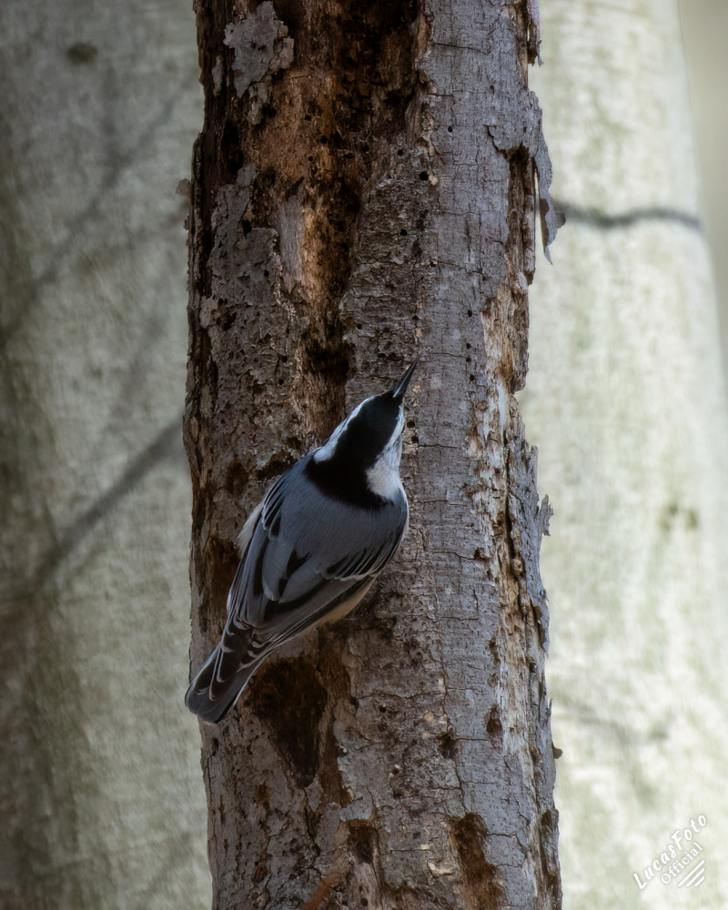 White-breasted Nuthatch