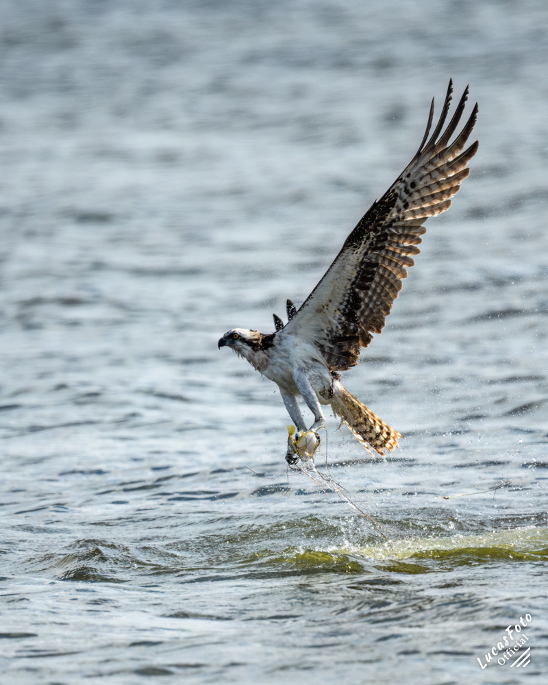 Osprey