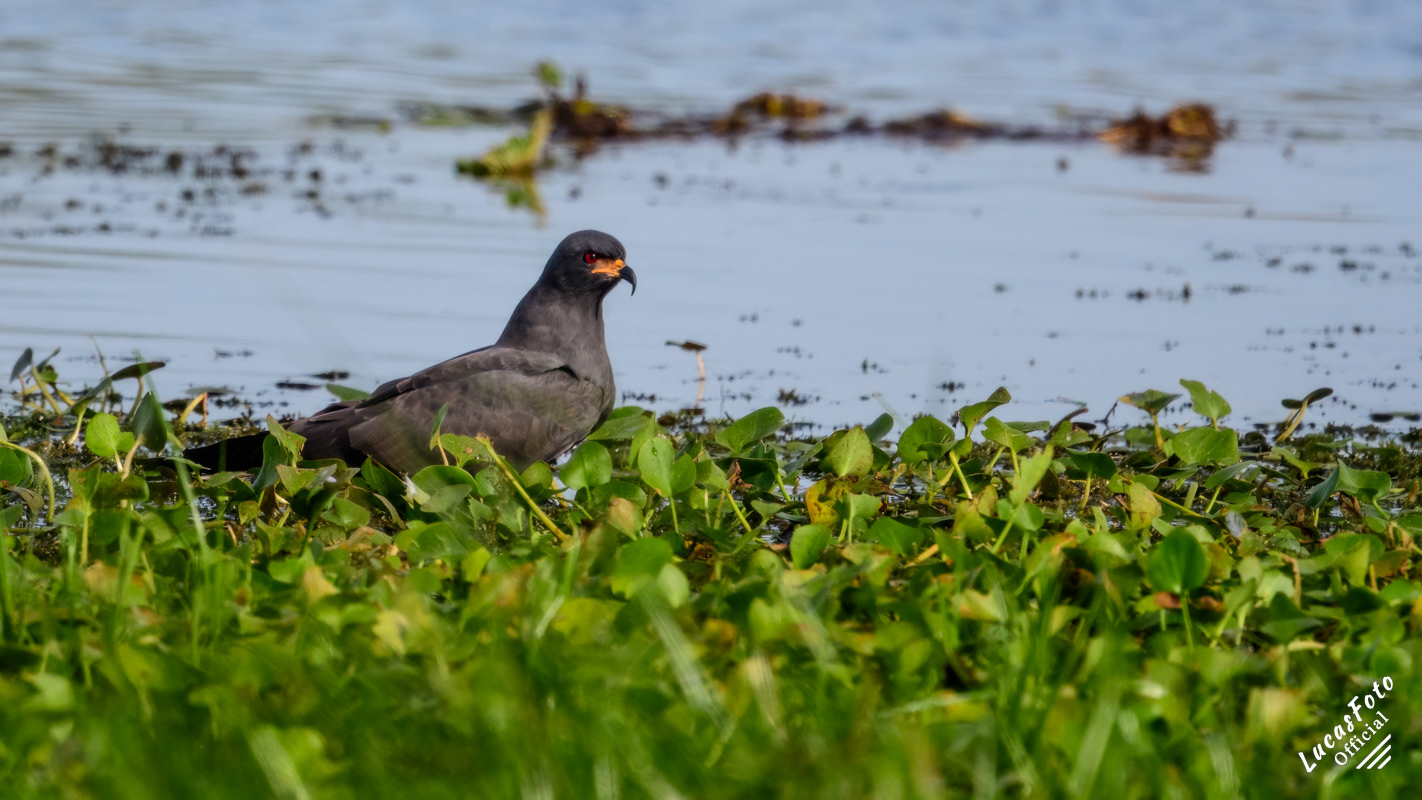 Snail Kite