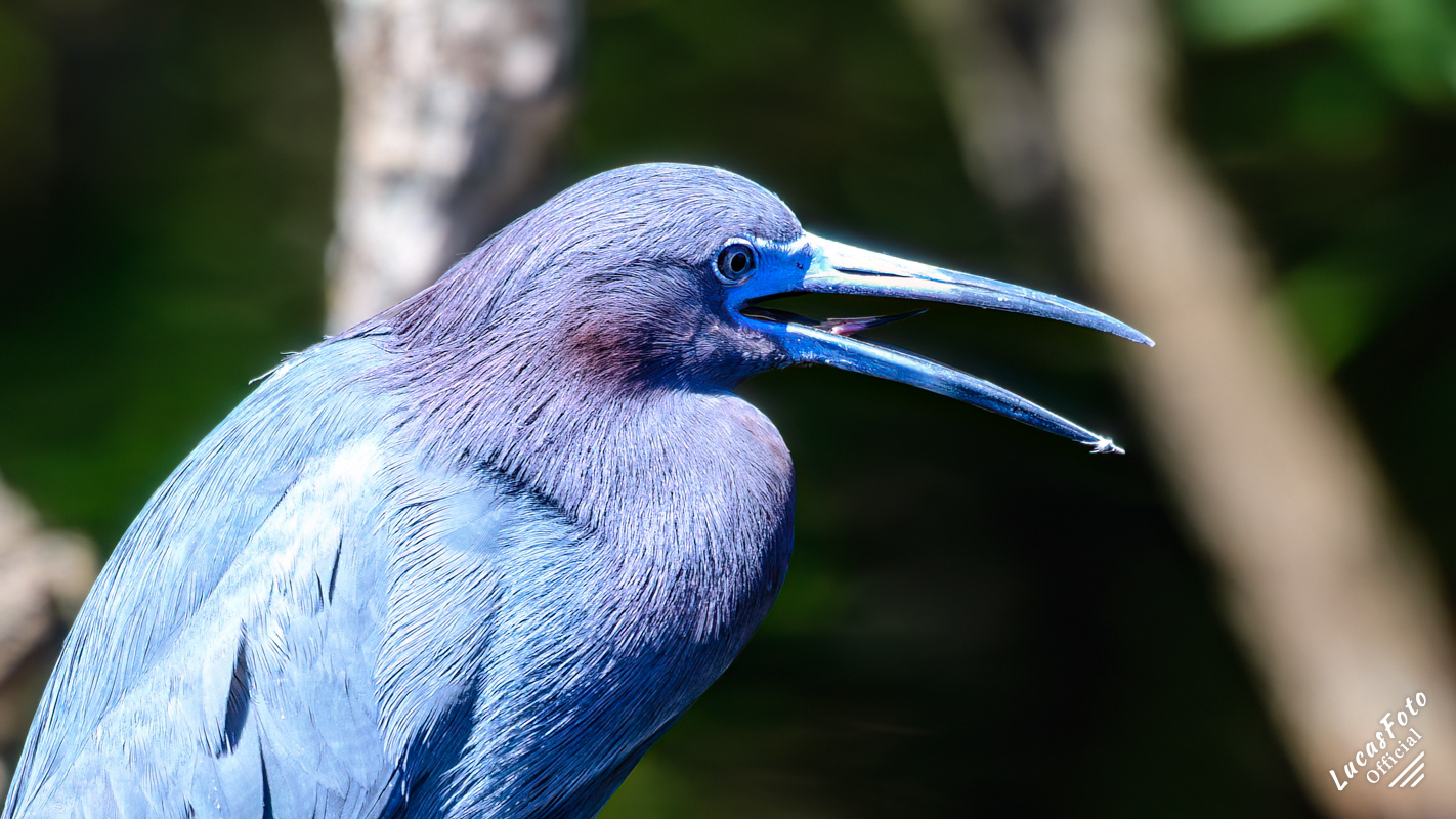 Little Blue Heron