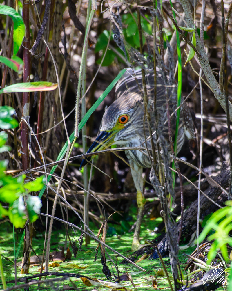 Black-crowned Night Heron