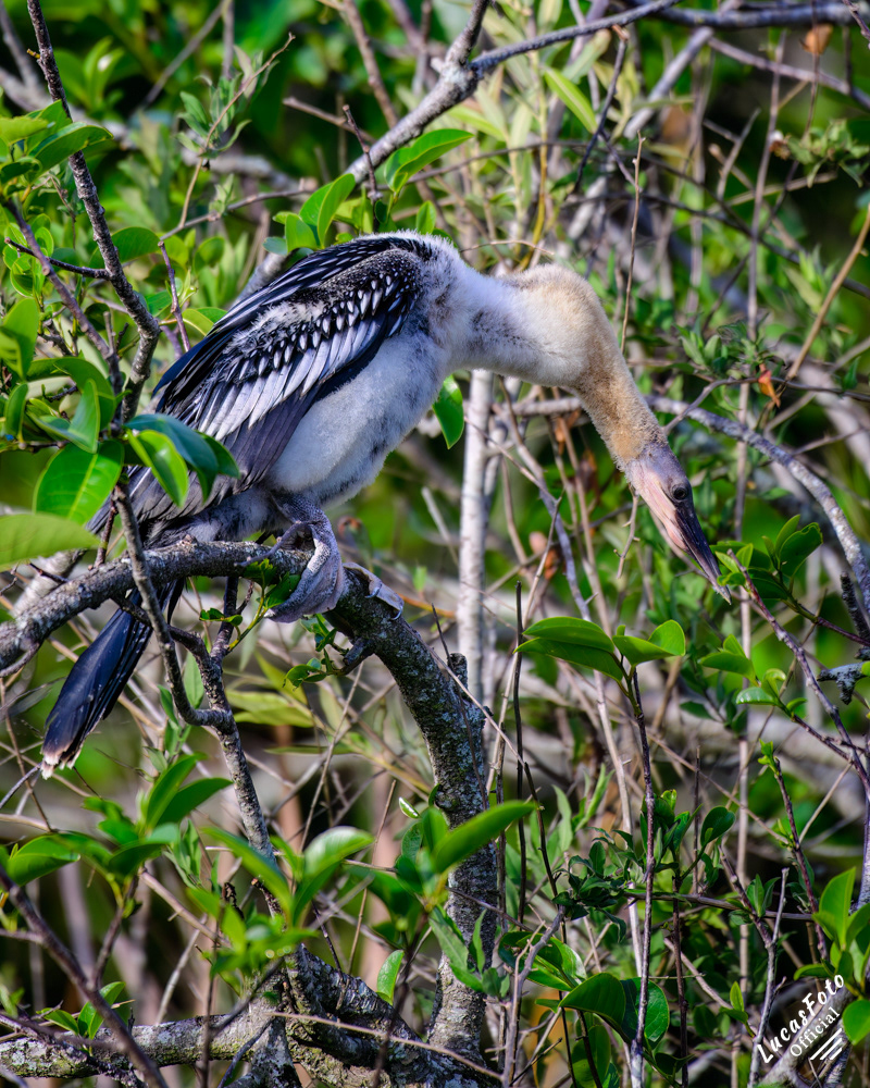 Anhinga