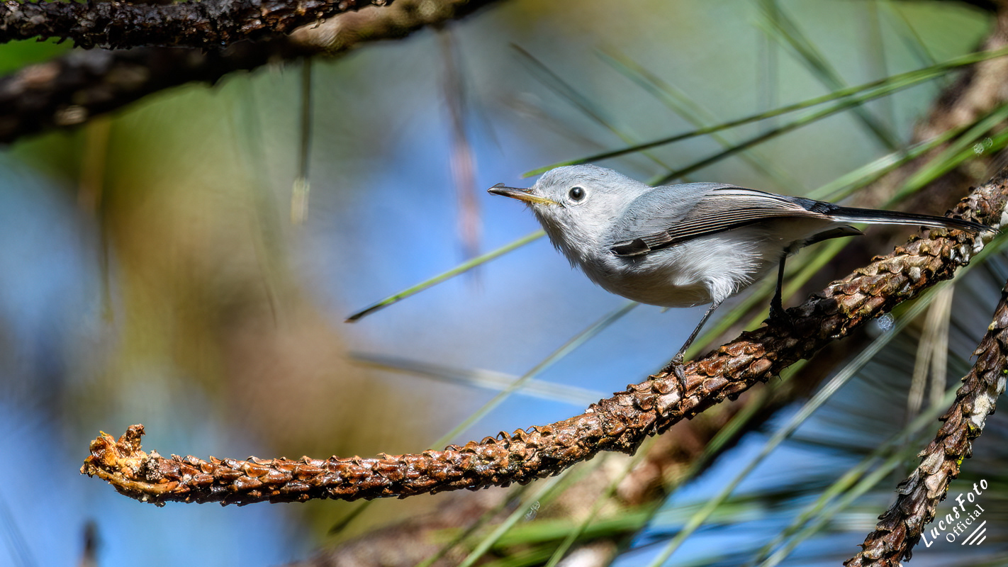 Blue-gray Gnatcatcher