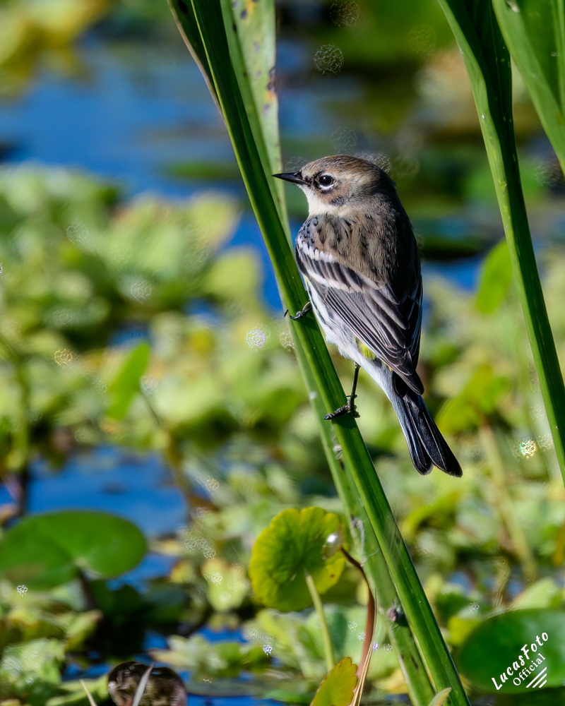 Yellow-rumped Warbler