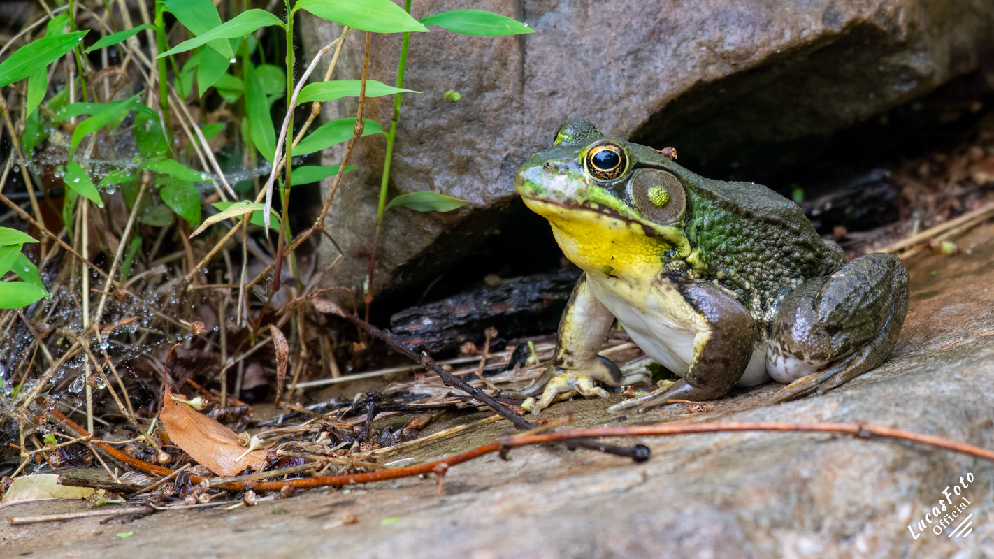American Bullfrog