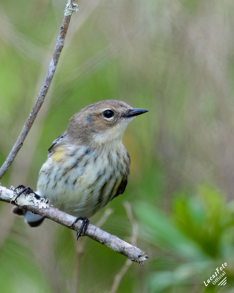 Yellow-rumped Warbler