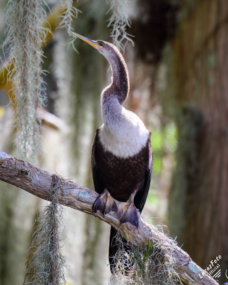Anhinga