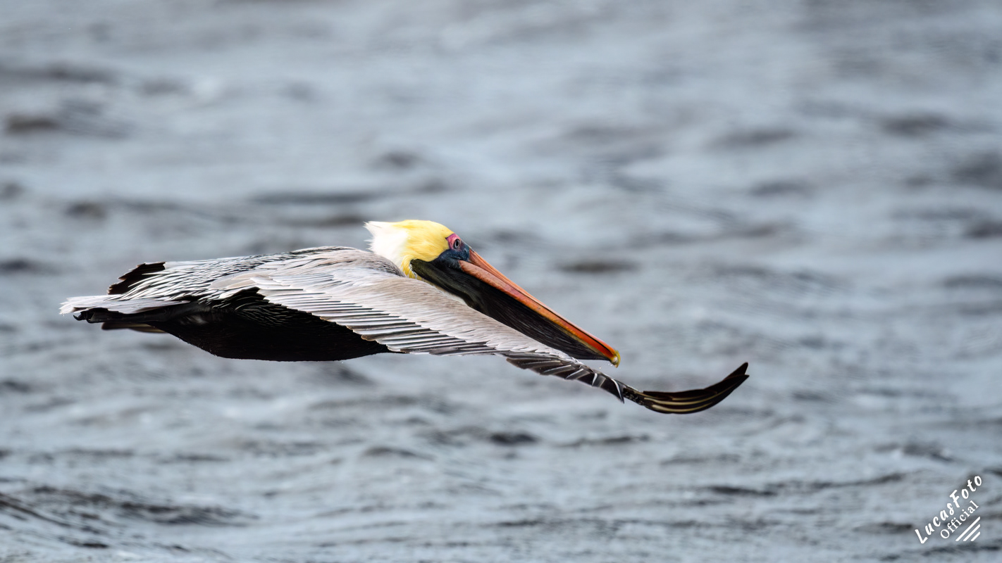 Brown Pelican