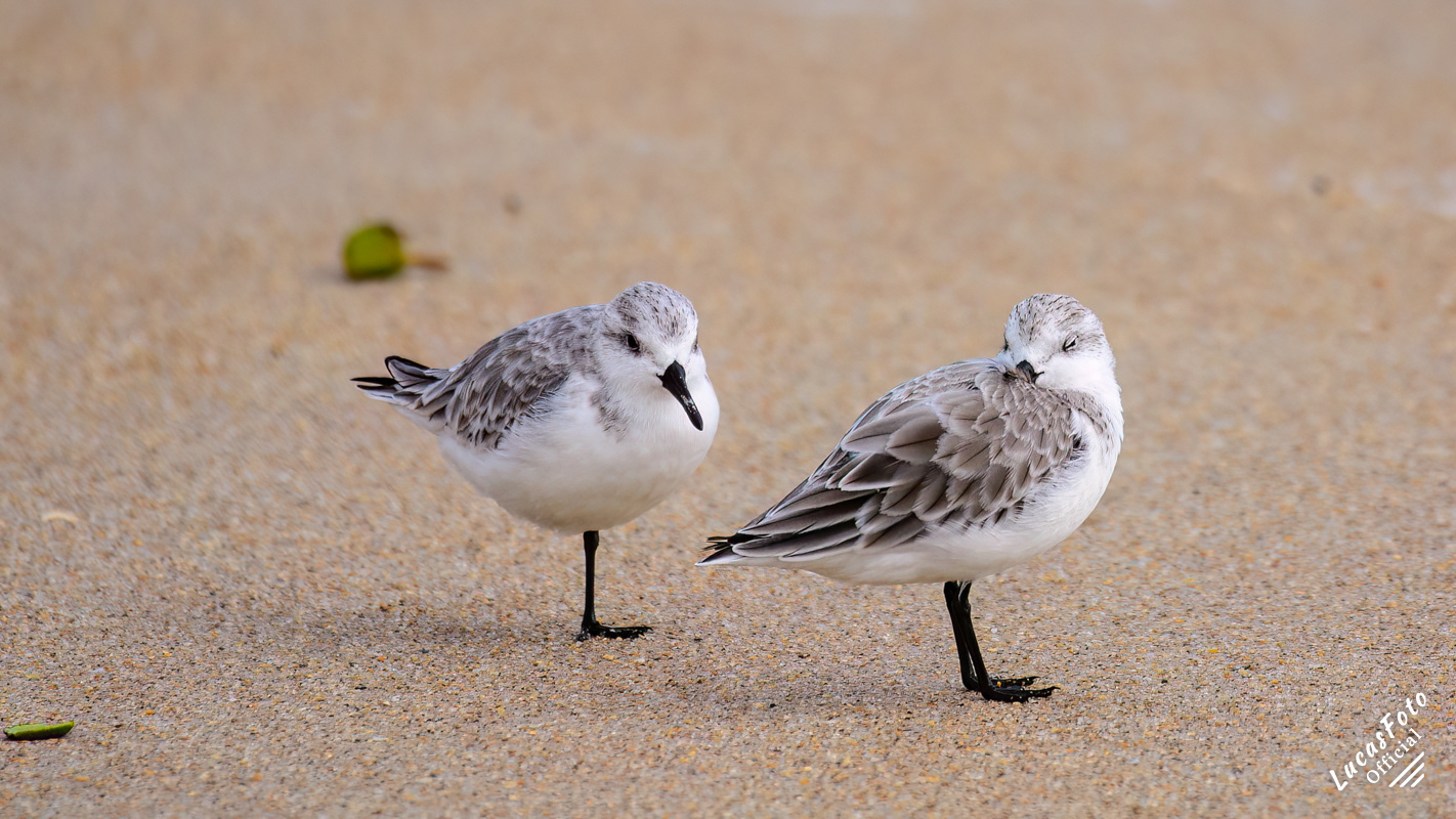 Sanderling