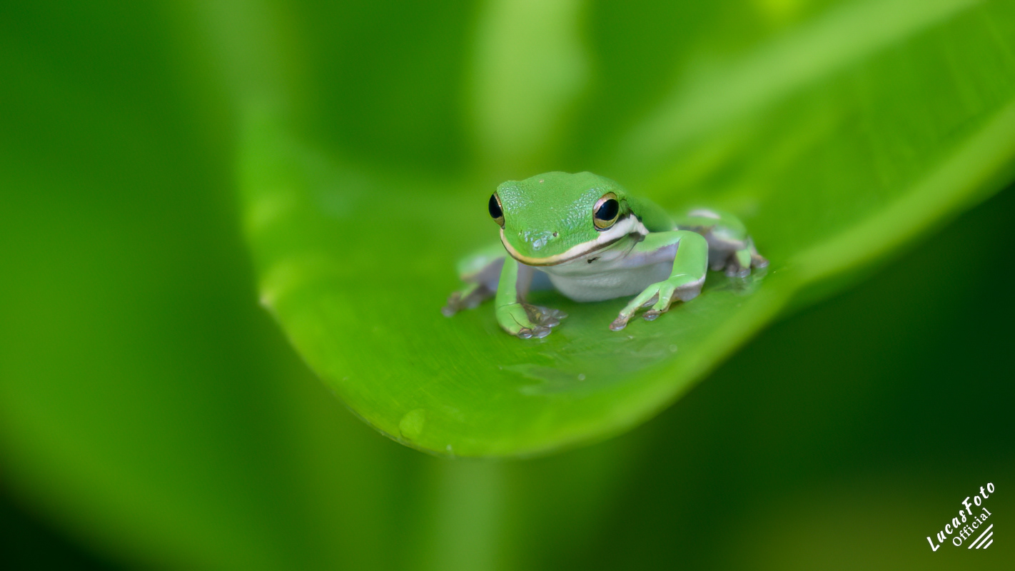 Green Treefrog