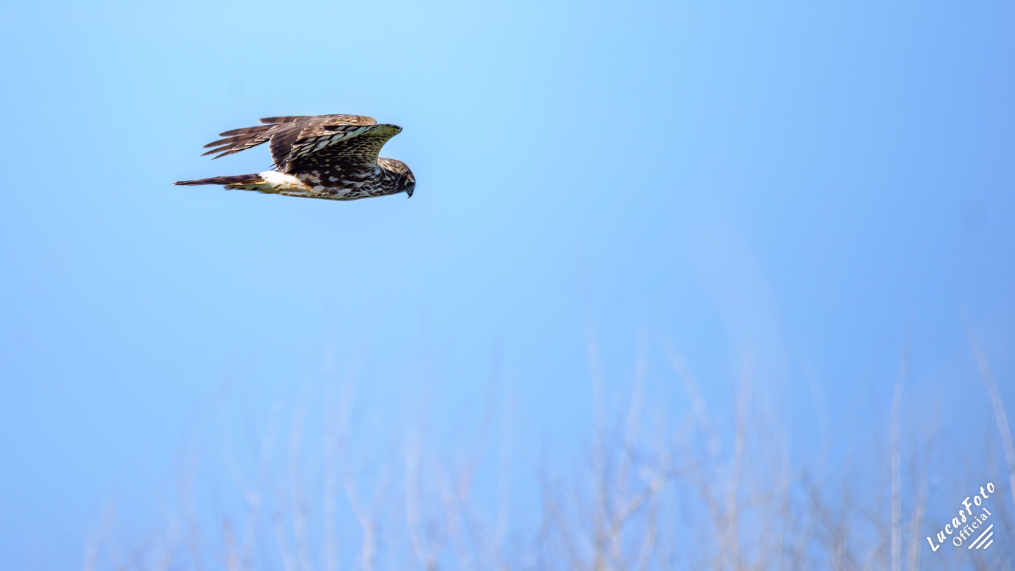 Northern Harrier