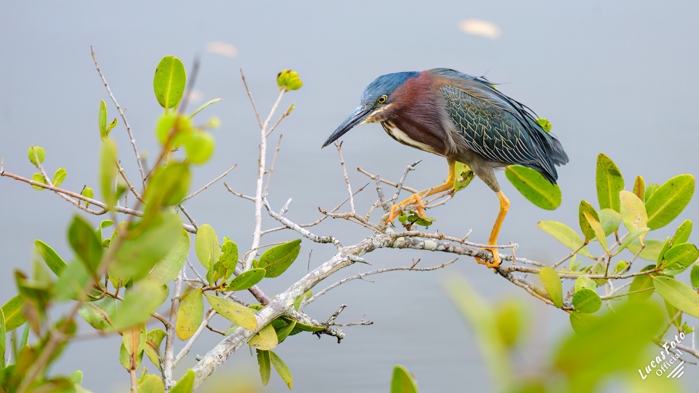 Green Heron