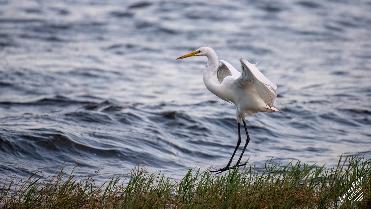 Great Egret