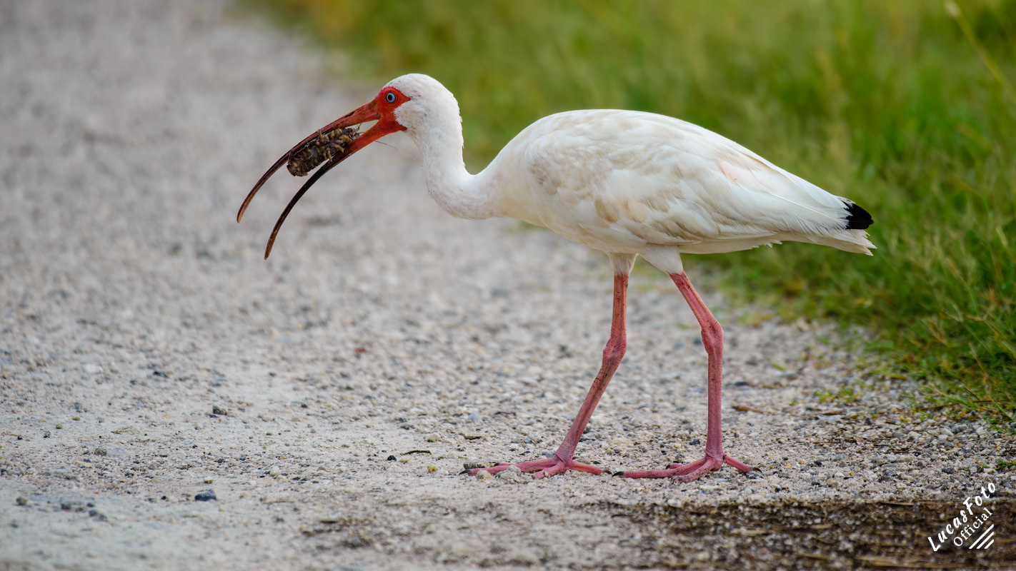 White Ibis