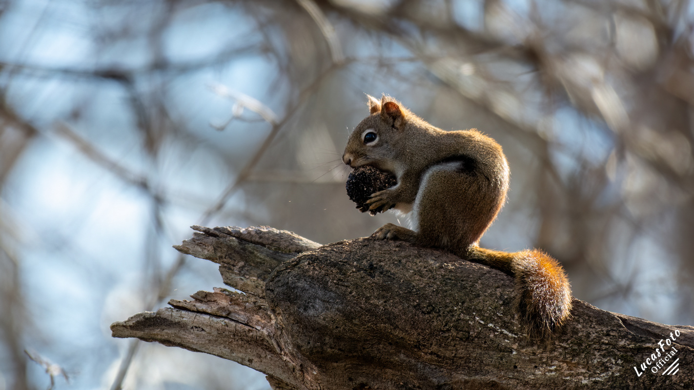 American red squirrel