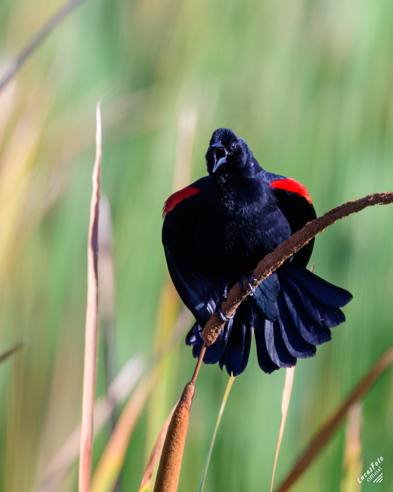 Red-winged Blackbird
