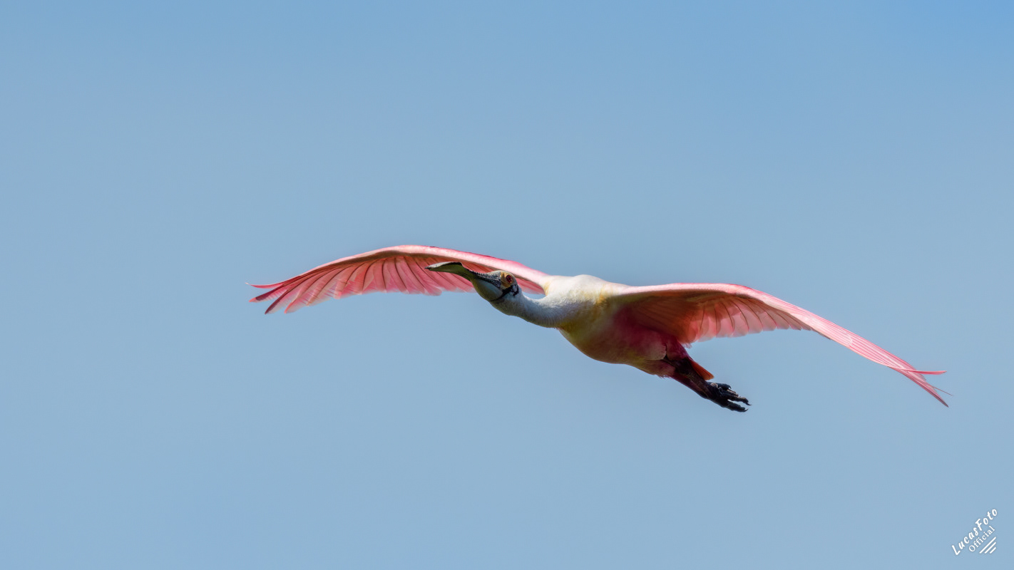 Roseate Spoonbill
