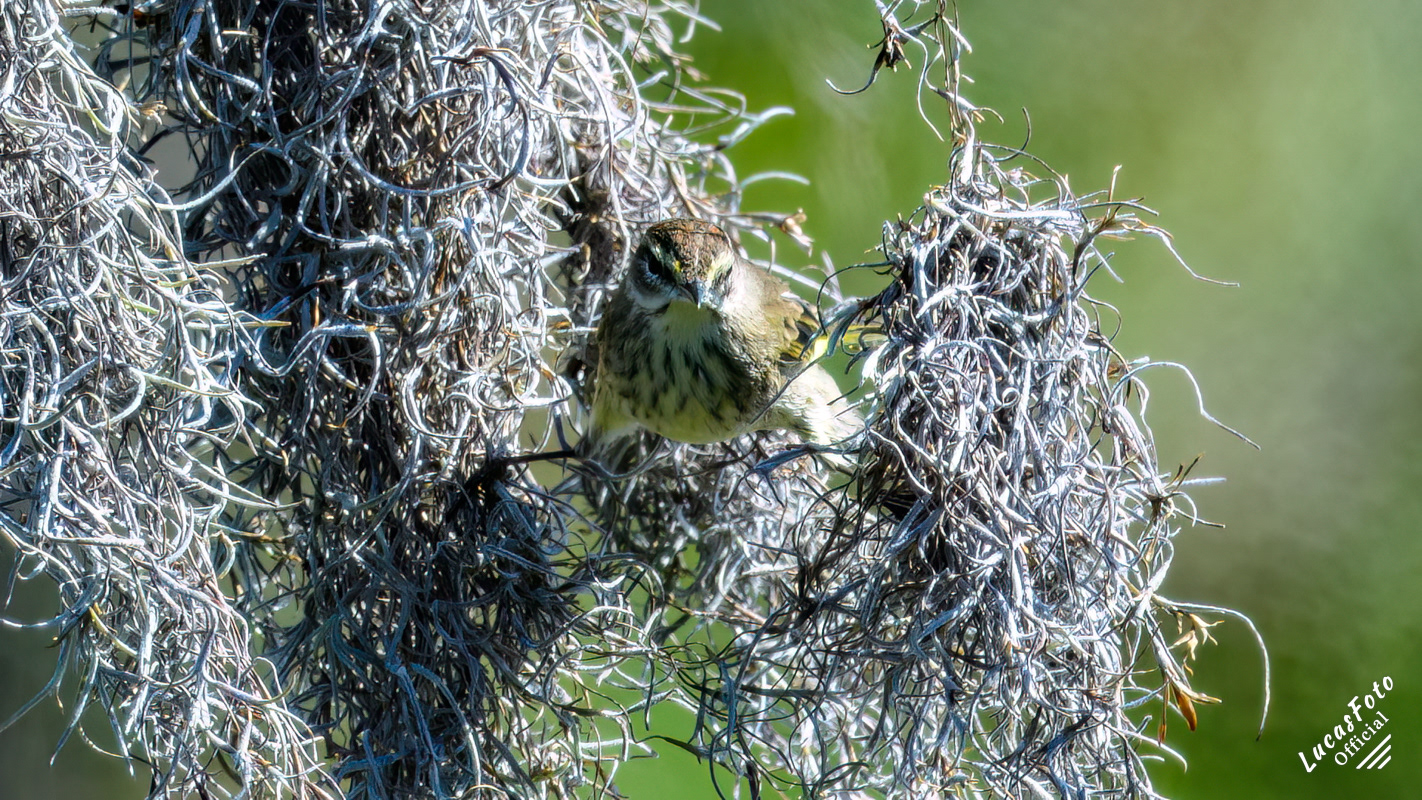 Palm Warbler