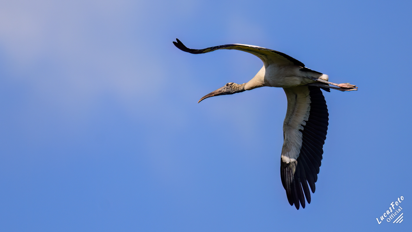 Wood Stork