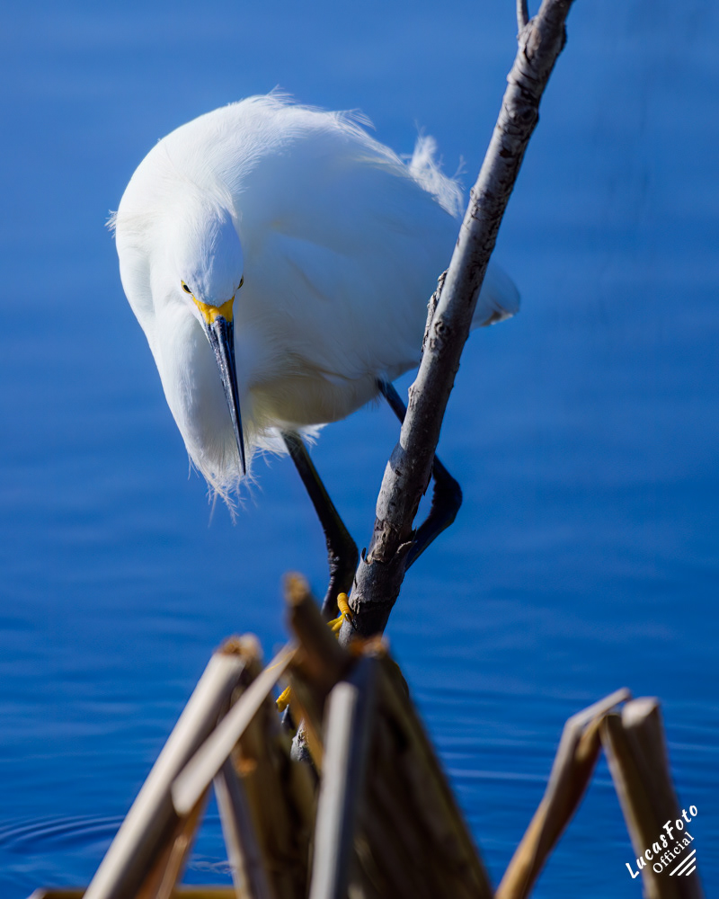 Snowy Egret