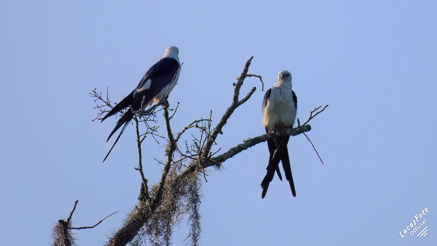 Swallow-tailed Kite