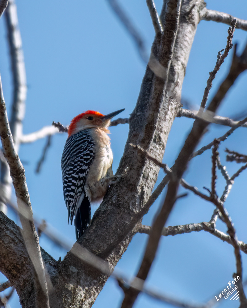 Red-bellied Woodpecker