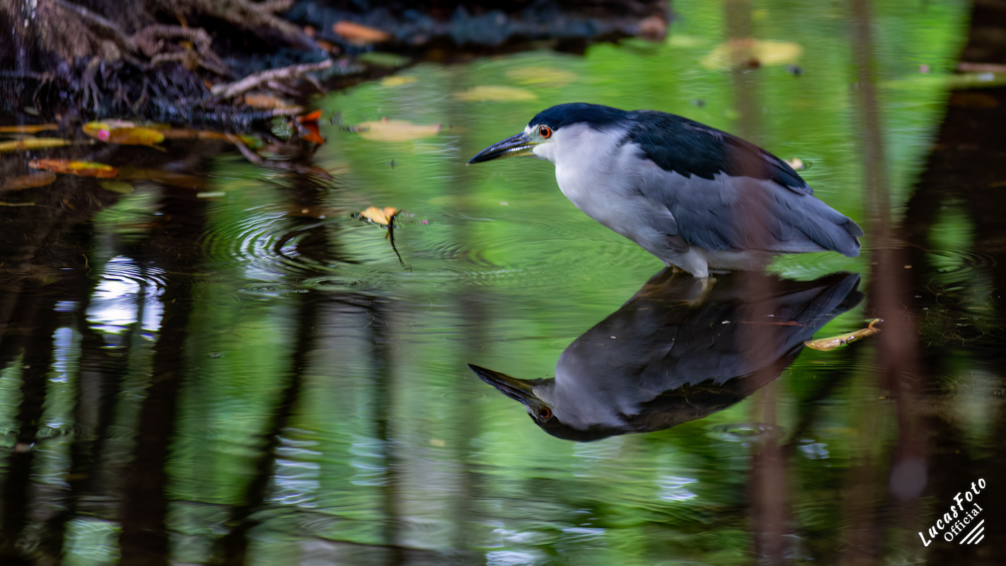 Black-crowned Night Heron