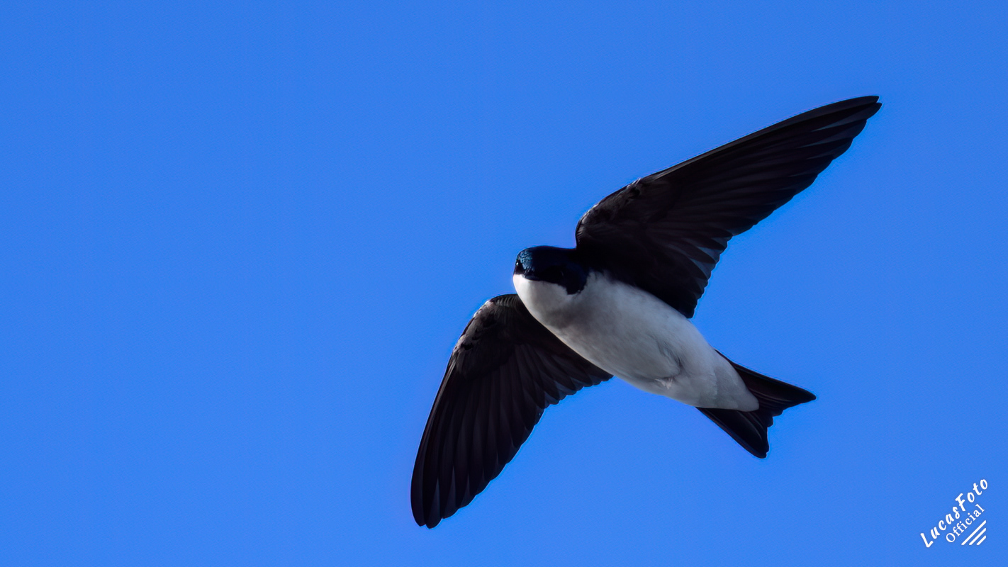 Tree Swallow